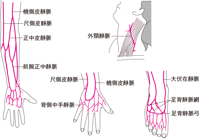 静脈