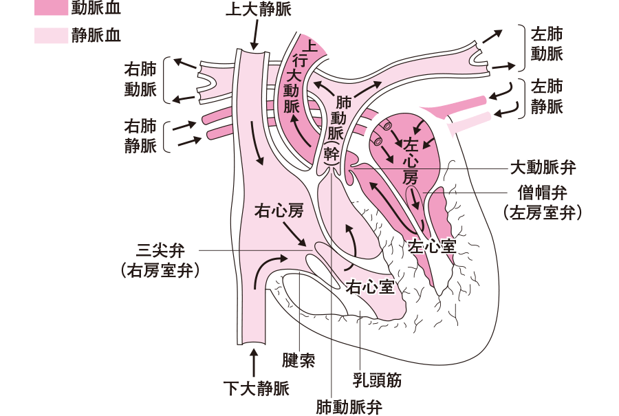 心臓はどのようにして血液を送り出しているの 看護roo カンゴルー