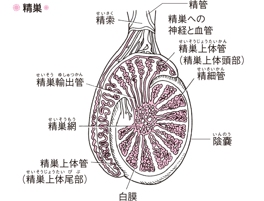なぜそれが起こるのでしょうか?
