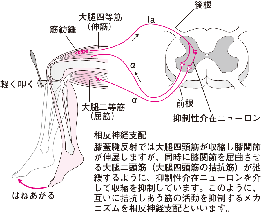 腱反射図 _ 腱反射 正常 – PBYR