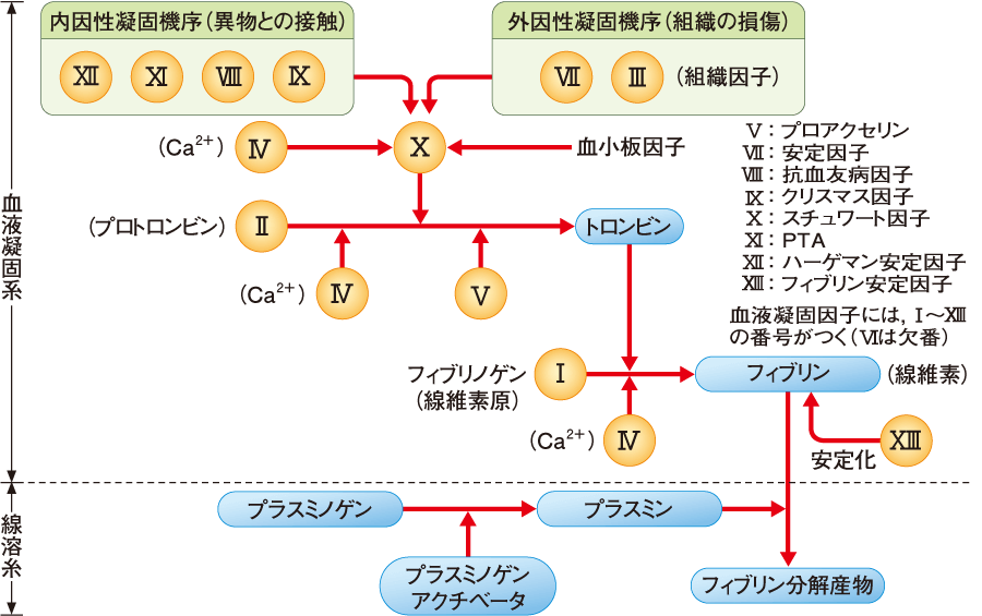 血液凝固 Lefoud