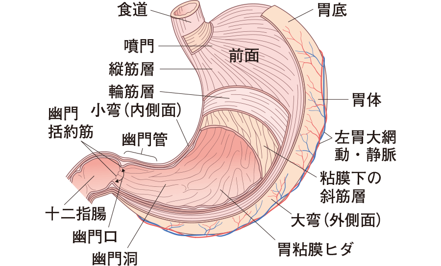 食物の旅―食道、胃｜身体のしくみとはたらき―楽しく学ぶ解剖生理｜看護roo![カンゴルー]