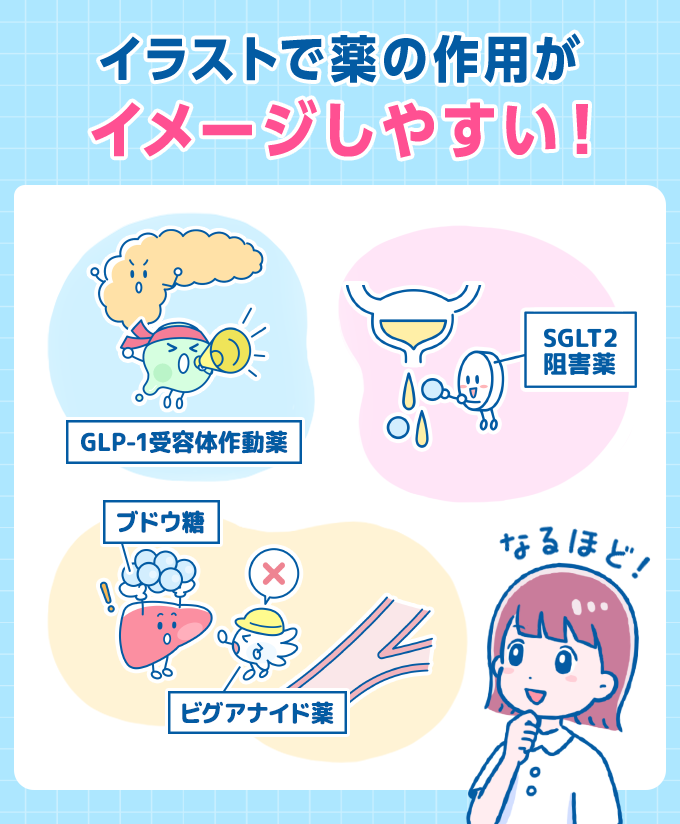 イラストで薬の作用がイメージしやすい、GLP1受容体作動薬、SGLT2阻害薬、ブドウ糖、ビグアナイド薬