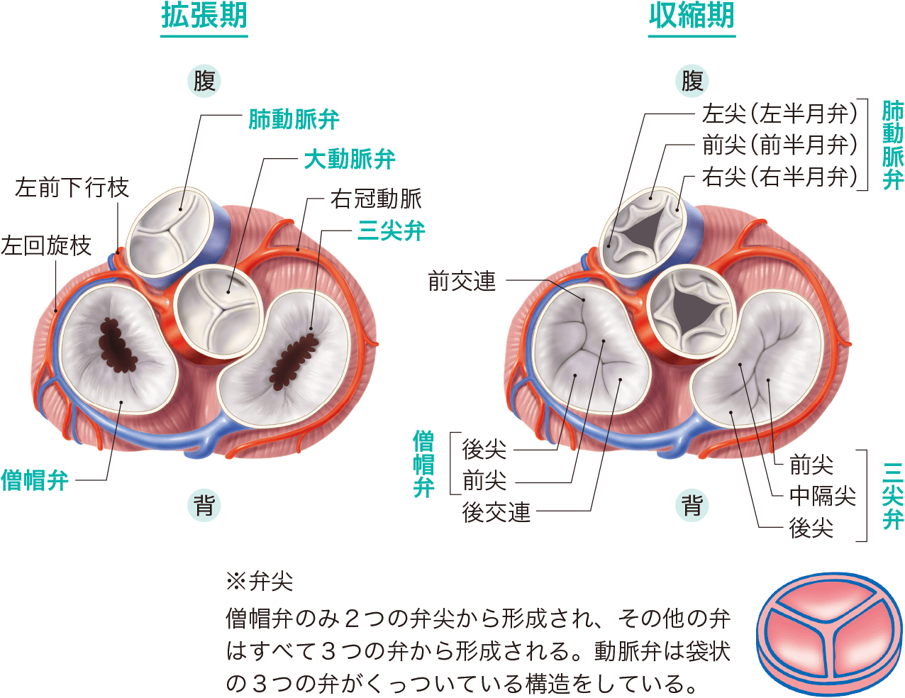 大動脈二尖弁は成人にどのような症状を引き起こす可能性がありますか?