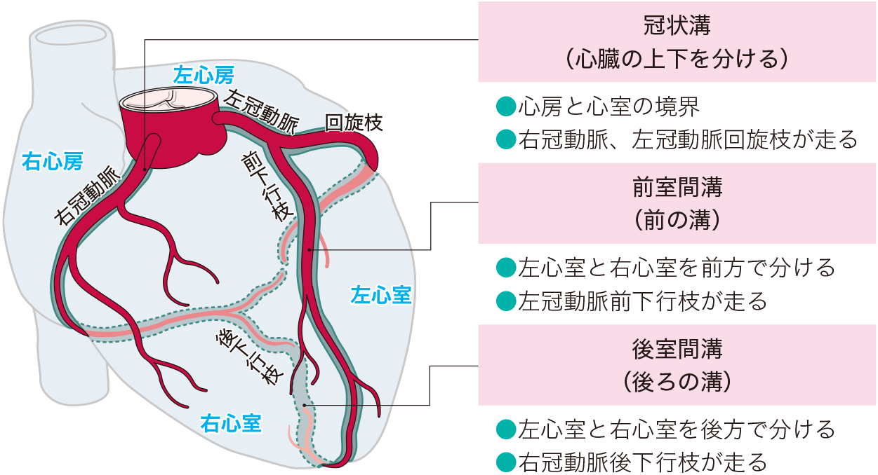 右冠動脈とは何ですか?
