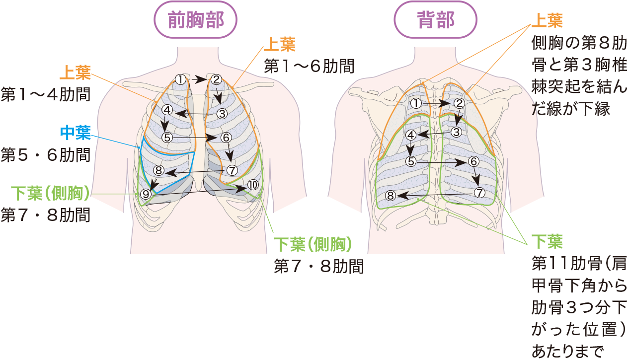 呼吸音の聴診部位